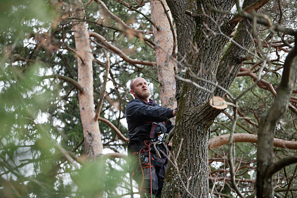 Best Residential Tree Removal  in Reedurban, OH